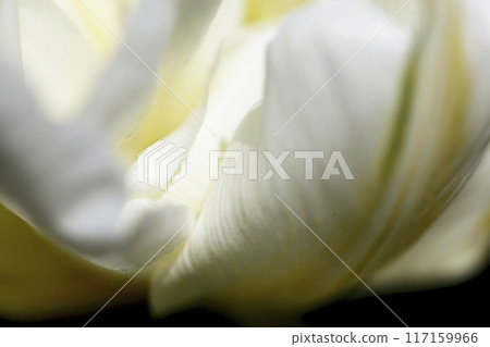 White flower petals photographed with a macro lens 117159966
