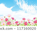 秋天的藍天風景與波斯菊盛開 117160020