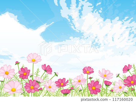 Autumn scenery with cosmos blooming under blue sky Autumn scenery with cosmos blooming under blue sky 117160020