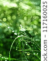 Leaves with morning dew close up 117160025