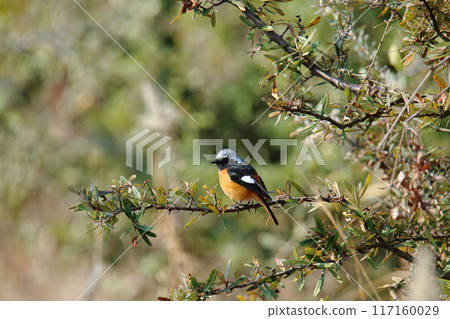 Omuta City Miike Port Johbitaki, 117160029