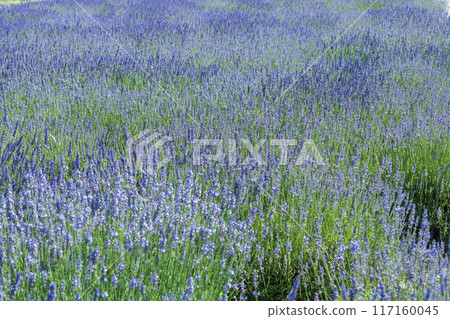 [Lavender Field Grosso] 117160045