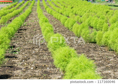 [Blue Kochia] 117160046