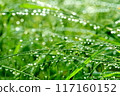 Green flowers, drops and bokeh balls 117160152