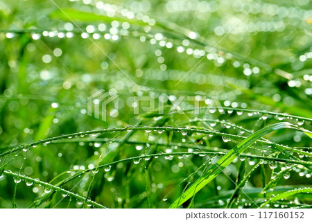 Green flowers, drops and bokeh balls Green flowers, drops and bokeh balls 117160152
