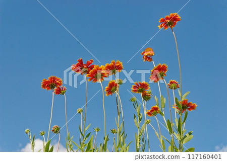 Gaylardia flowers on blue sky background 117160401
