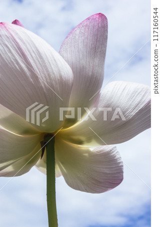 白蓮花 117160544