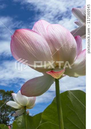 藍天上的蓮花 117160545