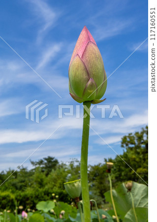 藍天上的荷花 117160551