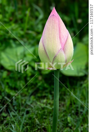 Bud of lotus Bud of lotus 117160557