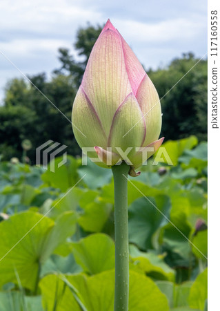 White lotus bud White lotus bud 117160558