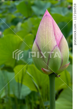 lotus buds and petals 117160559