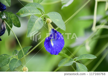 蝴蝶豌豆 蝴蝶豌豆 117160768