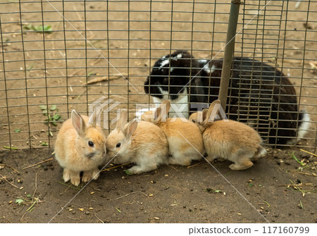 The French Lop rabbit black and white with small domestic rabbits (Oryctolagus cuniculus domesticus) The French Lop rabbit black and white with small domestic rabbits (Oryctolagus cuniculus domesticus) 117160799