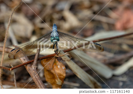 White-tailed skimmer from the front 117161140