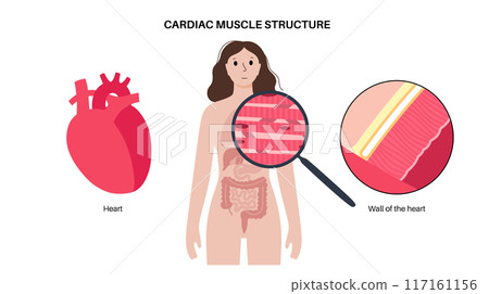 Cardiac muscle tissue 117161156