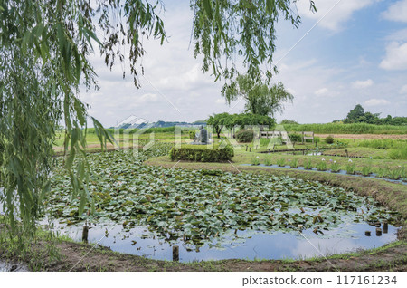 Ibaraki Ushiku City Iris Garden Ibaraki Ushiku City Iris Garden 117161234