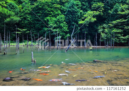 [山口縣] 一又櫻花公園（青霧錦鯉池）的壯麗景色 117161252