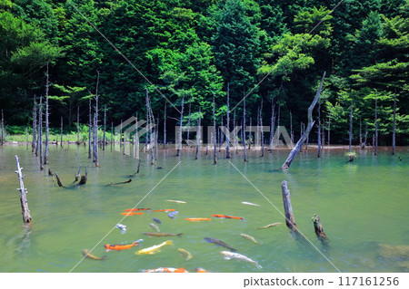 [Yamaguchi Prefecture] The spectacular view of Ichinomata Sakura Park (Aokirikoi Pond) 117161256