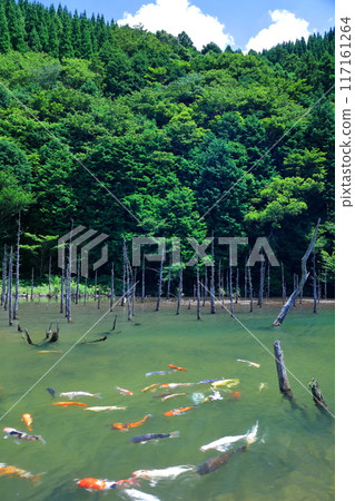 [山口縣] 晴天時一又櫻花公園的壯麗景色（青霧錦鯉池） 117161264