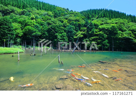 [山口縣] 晴天時一又櫻花公園的壯麗景色（青霧錦鯉池） 117161271
