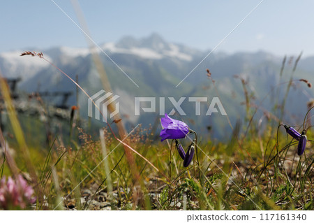 Scenic Idyllic view alpine wildflower blooming lilac bluebell flowers meadow field tirol mountain valley Austria Grossglockner peak rocks background. Abstract sunrise warm summertime herbal landscape 117161340