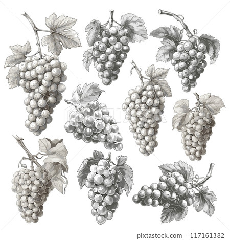 grape branch. fruit wine sketch drawing engraving ink line art, vector illustration 117161382