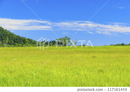 Summer Oze: Ozegahara Summer Oze: Ozegahara 117161459
