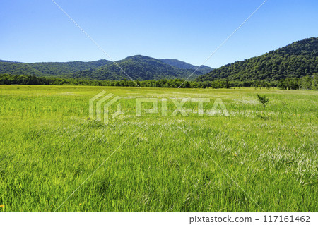 夏天尾瀨尾瀨原 夏天尾瀨尾瀨原 117161462