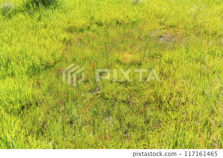 Summer Oze: Ozegahara Summer Oze: Ozegahara 117161465
