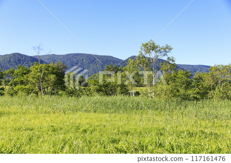 夏天尾瀨尾瀨原 夏天尾瀨尾瀨原 117161476