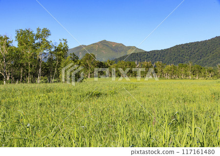 夏天尾瀨尾瀨原 夏天尾瀨尾瀨原 117161480