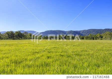 Summer Oze: Ozegahara Summer Oze: Ozegahara 117161488