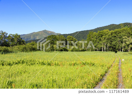 Summer Oze: Ozegahara Summer Oze: Ozegahara 117161489