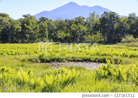 夏天尾瀨尾瀨原 117161512