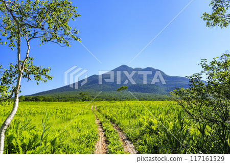 夏天尾瀨尾瀨原 117161529