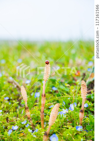 Spring landscape 117161566