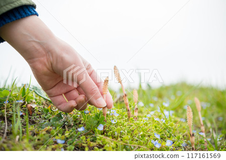 Spring landscape 117161569