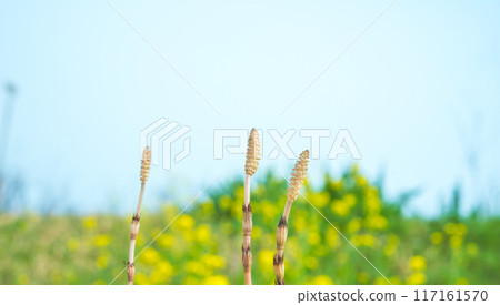 Spring landscape 117161570