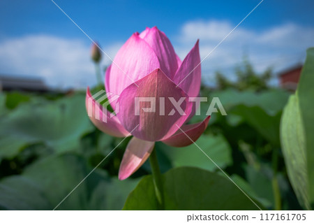 Lotus flower Lotus flower 117161705