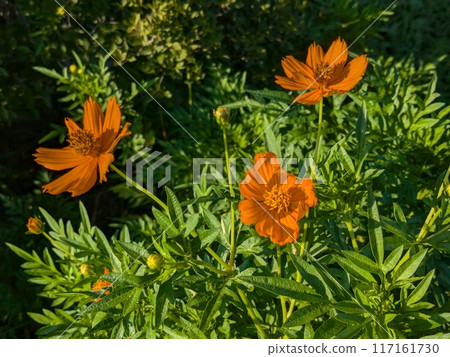 盛開在夏田的基巴納波斯菊的橙花 117161730