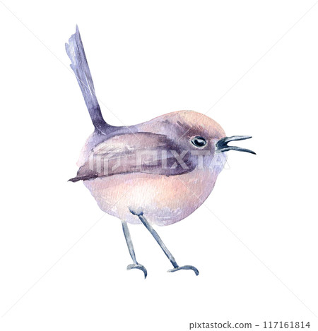 Small bird a round body and soft purples and pastel pinks plumage hand drawn watercolor. Singing bird with tail raised and beak open in botanical sketch illustration. Nature themed art designs. 117161814