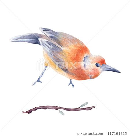 Bird with mix orange and gray-blue feathers hand drawn watercolor isolated. Single bright bird and twig in botanical sketch illustration. Baltimore oriole bird look down painted. Avian watercolor. 117161815