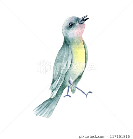 Small colorful singing bird of pastel colors stands hand drawn watercolor. Gardens bird with green feathers and yellow pink breast in botanical sketch illustration. Songbird tanager beak open painted 117161816