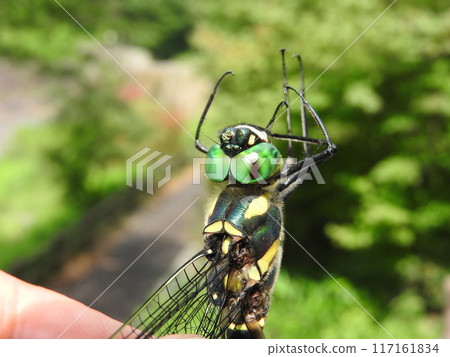 The large dragonfly "Ooyamatombo" of the Yamatoidae family: Neatly arranged compound eyes The large dragonfly "Ooyamatombo" of the Yamatoidae family: Neatly arranged compound eyes 117161834