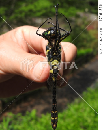 The large dragonfly "Ooyamatombo" of the Yamatomidae family: reverse side 117161836