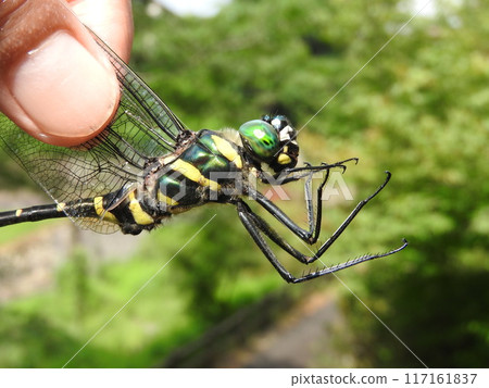 Ooyamatombo is a large dragonfly of the Yamatoidae family. 117161837