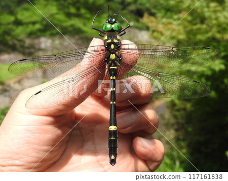 Oyamatombo,蜻蜓科的一種大型蜻蜓 Oyamatombo,蜻蜓科的一種大型蜻蜓 117161838