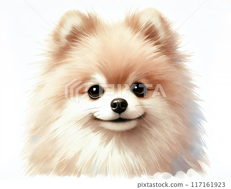 波美拉尼亞 波美拉尼亞 117161923