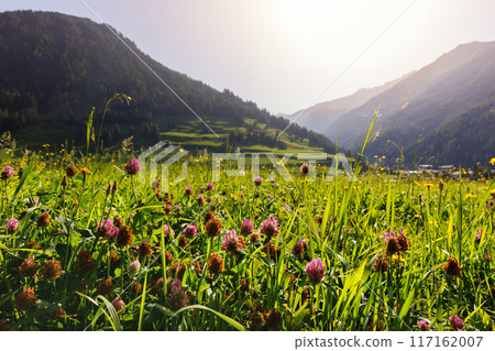 Scenic Idyllic view alpine wildflower blooming red clover flowers meadow field tirol mountain valley Austria Grossglockner peak rocks background. Abstract sunrise warm summertime herbal landscape 117162007